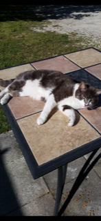 Image of Fur ball