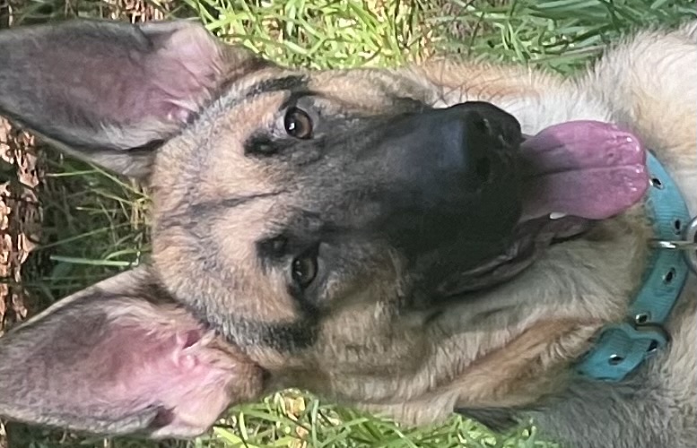 Image of Dasher