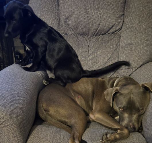 Image of Ruby and Spartan
