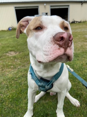 Image of Petey