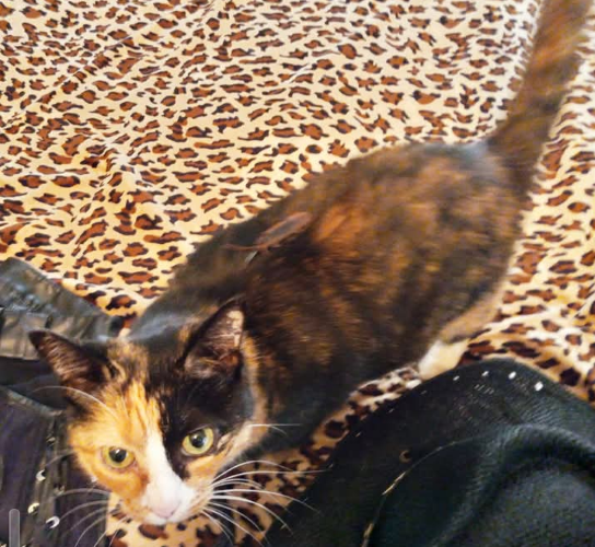 Image of Bitty Kitty