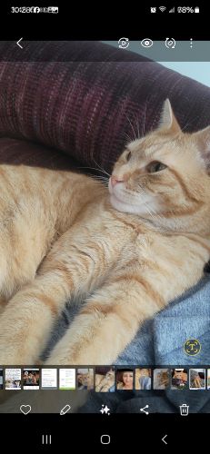 Image of Sunny