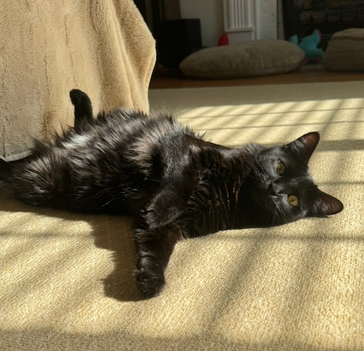 Image of Kiki