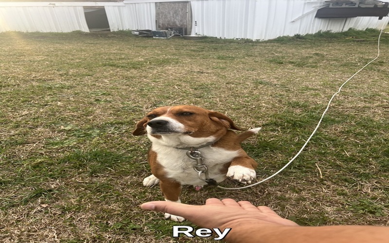 Image of Rey