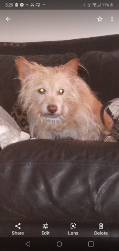 Image of Buddy 