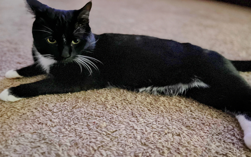 Image of NIKO