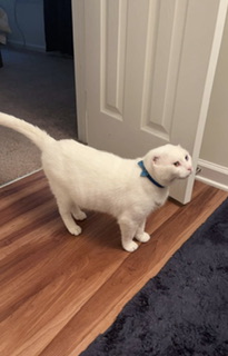Image of Skar 