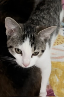 Image of Theodore