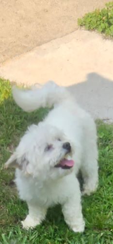 Image of Cameo