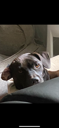 Image of Smokey