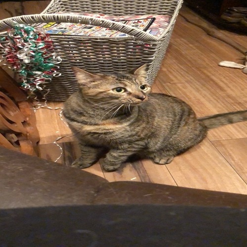 Image of Millie