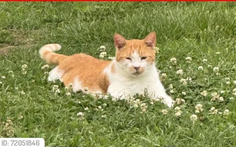 Image of Simba