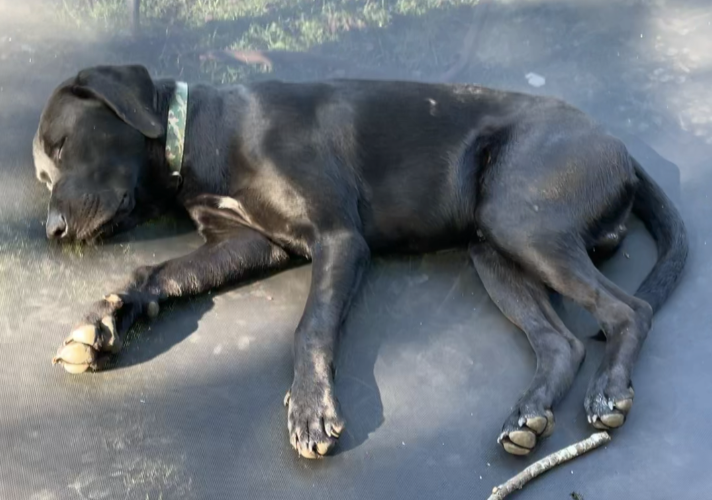 Image of Max