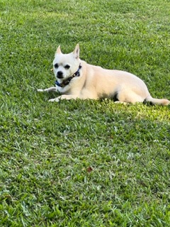 Image of Ivy