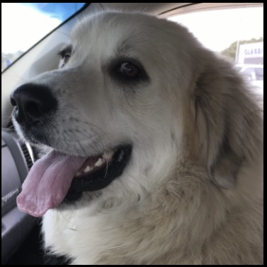 Image of Roscoe