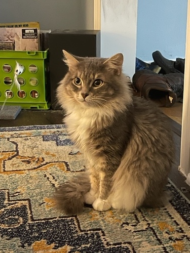 Image of Donkus