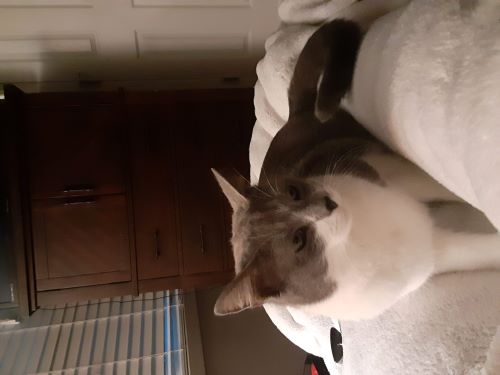 Image of Bella