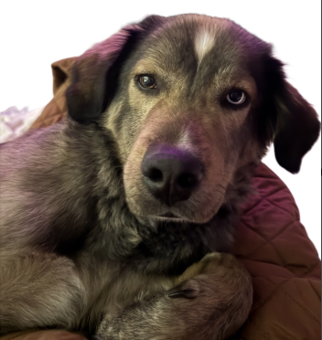 Image of Blaze