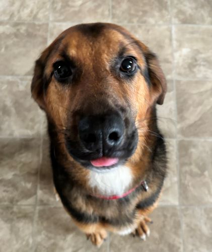 Image of Buddy
