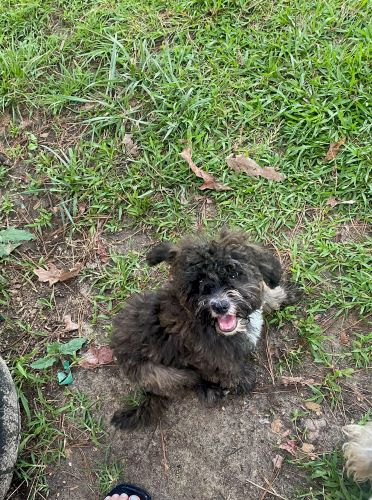 Image of Cookie 