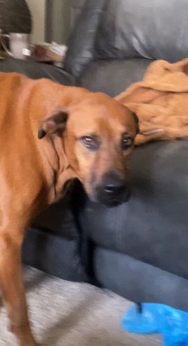 Image of Buster