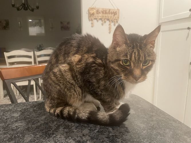 Image of Sor Fur