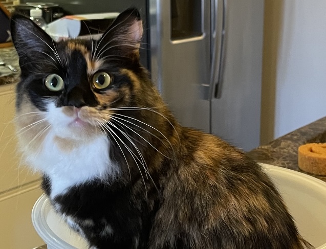 Image of Chloe