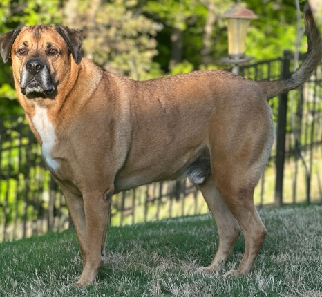 Image of Rambo