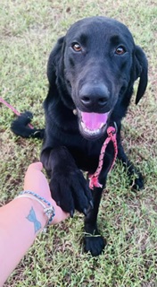 Image of Layla 