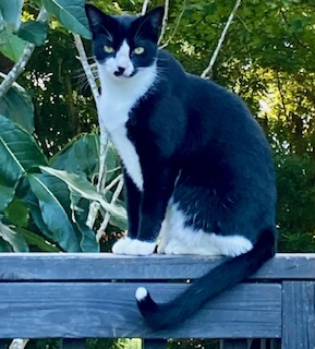 Image of Dipstick