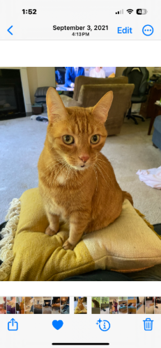 Image of Kitty 
