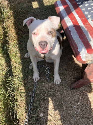 Image of Diesel 