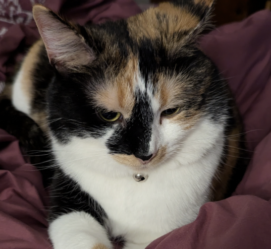 Image of ChiChi