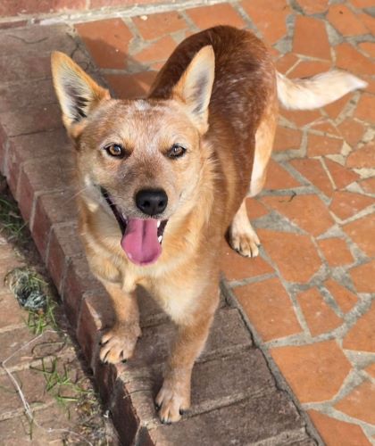 Image of Cheddar with a tag on that says Oakley 