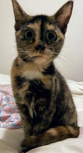 Image of Harley