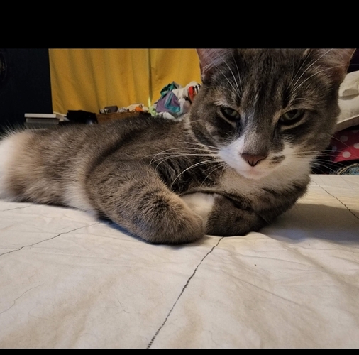 Image of Finn