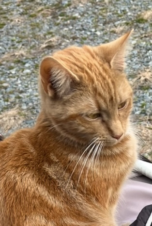 Image of Ms. Cheeto