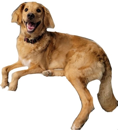 Image of Jojo