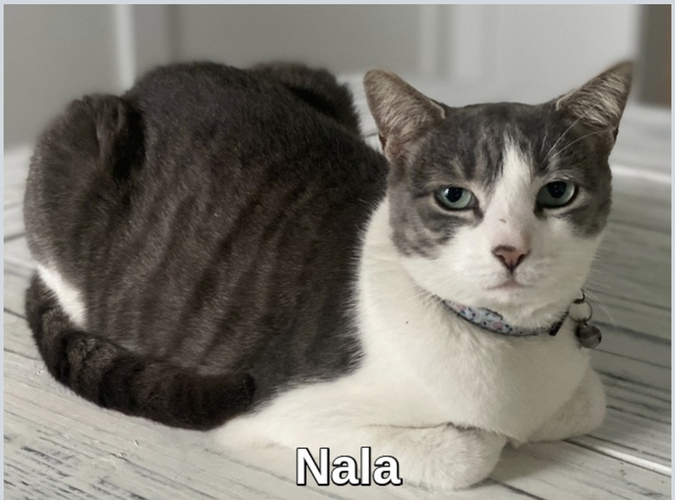 Image of Nala 