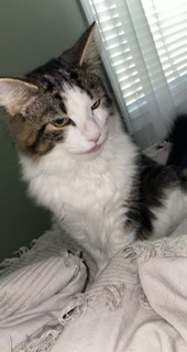 Image of Dusty