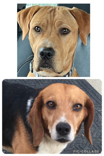 Image of Dogs