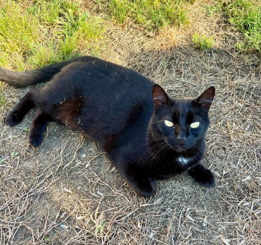 Image of Blackey
