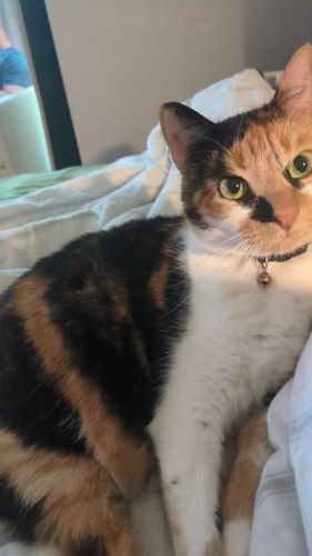 Image of Lady Catterley (LC)
