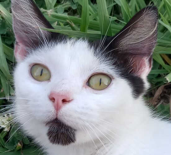 Image of Keke