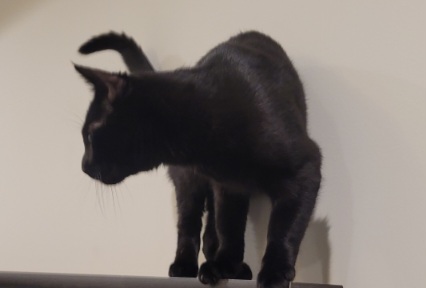 Image of Midnight