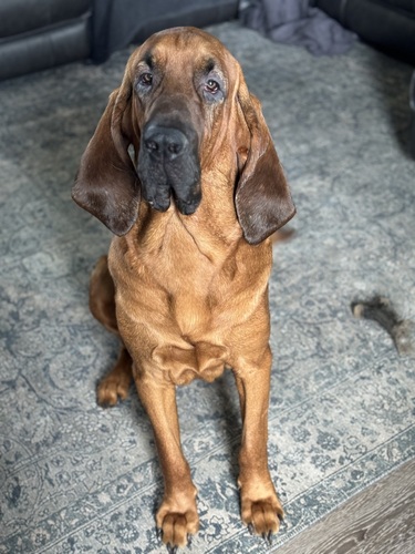 Image of Rusty