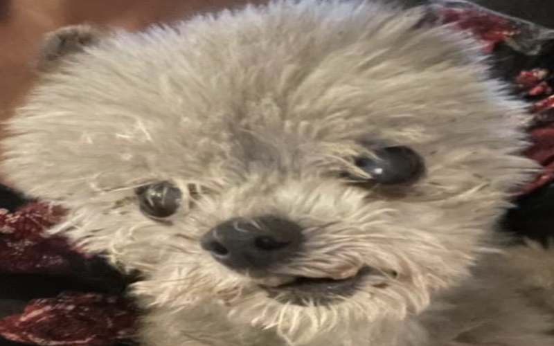 Image of Mojo