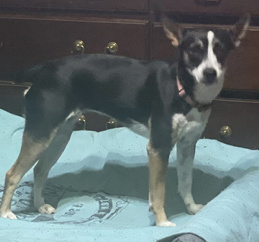 Image of Monster 