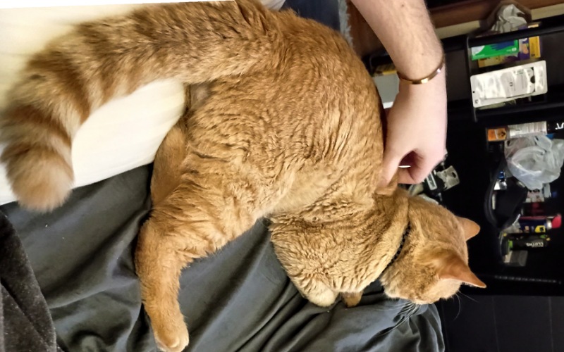Image of Mavy