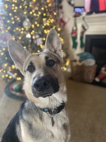 Image of Maverick